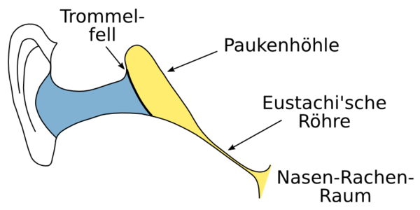 Beim Druckausgleich Kommt Luft Aus Dem Ohr www.taucherpedia.info